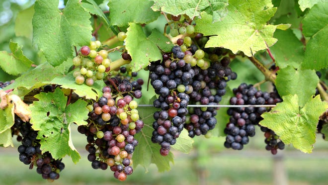 Nj Wineries Do Part To Protect Environment