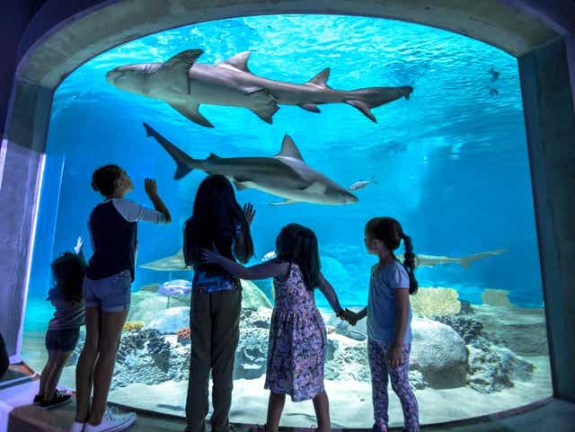 Things To Do In Phoenix On Christmas Day 2019