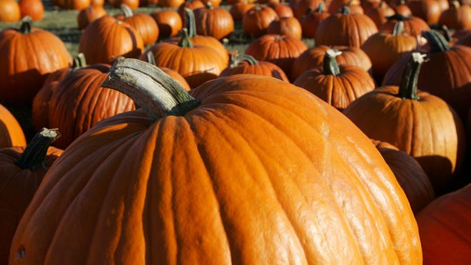 Pick pumpkins and walk through corn mazes at several Cincinnati-area farms.