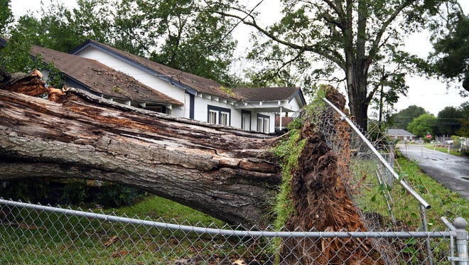 An uprooted oak tree breaks through a metal fence after a tornado hit Petal on Wednesday.