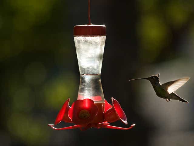 Hummingbird Feeder Can Attract Bees