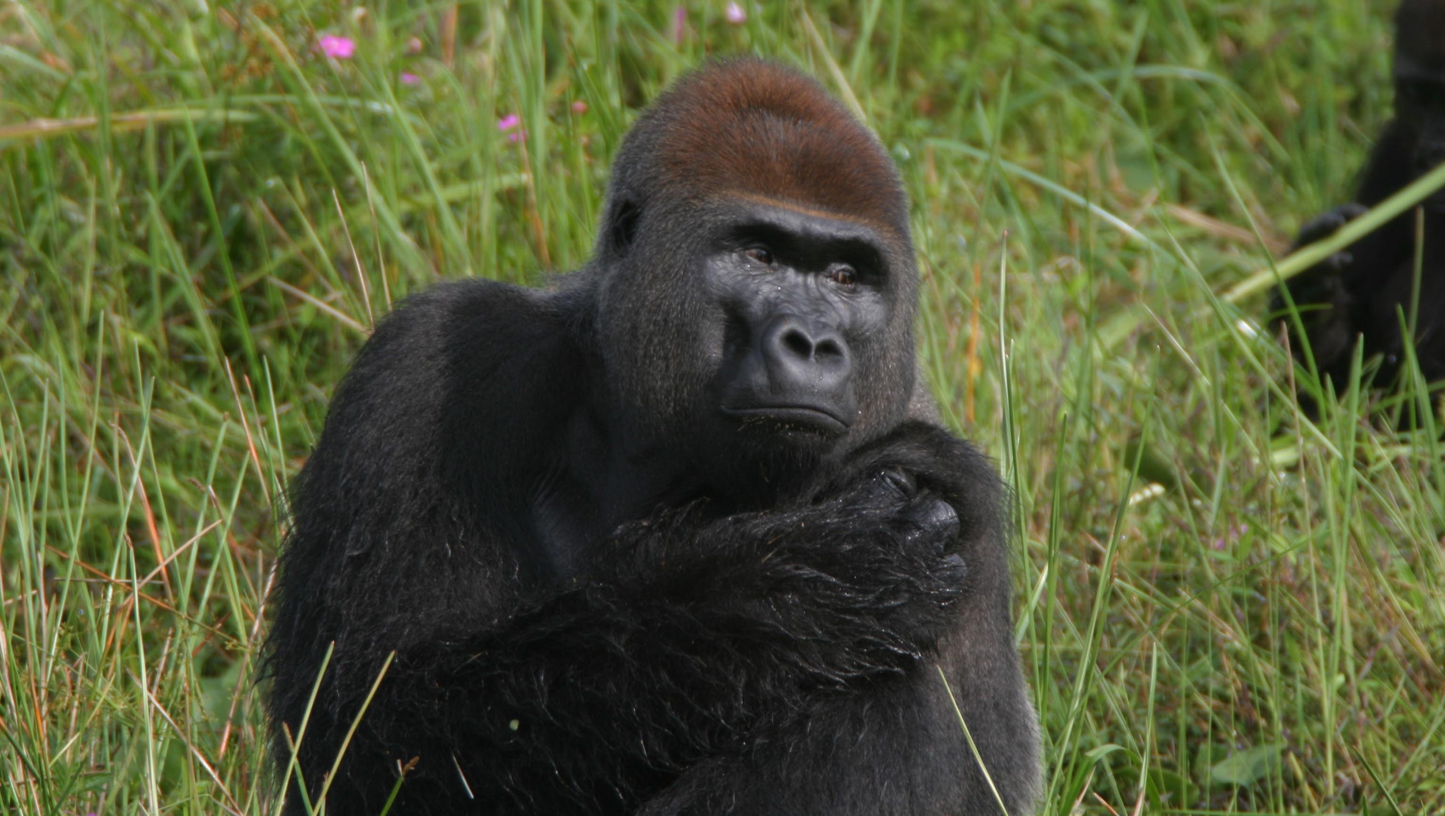 Are Orangutans Stronger Than Gorillas? The Truth Revealed!