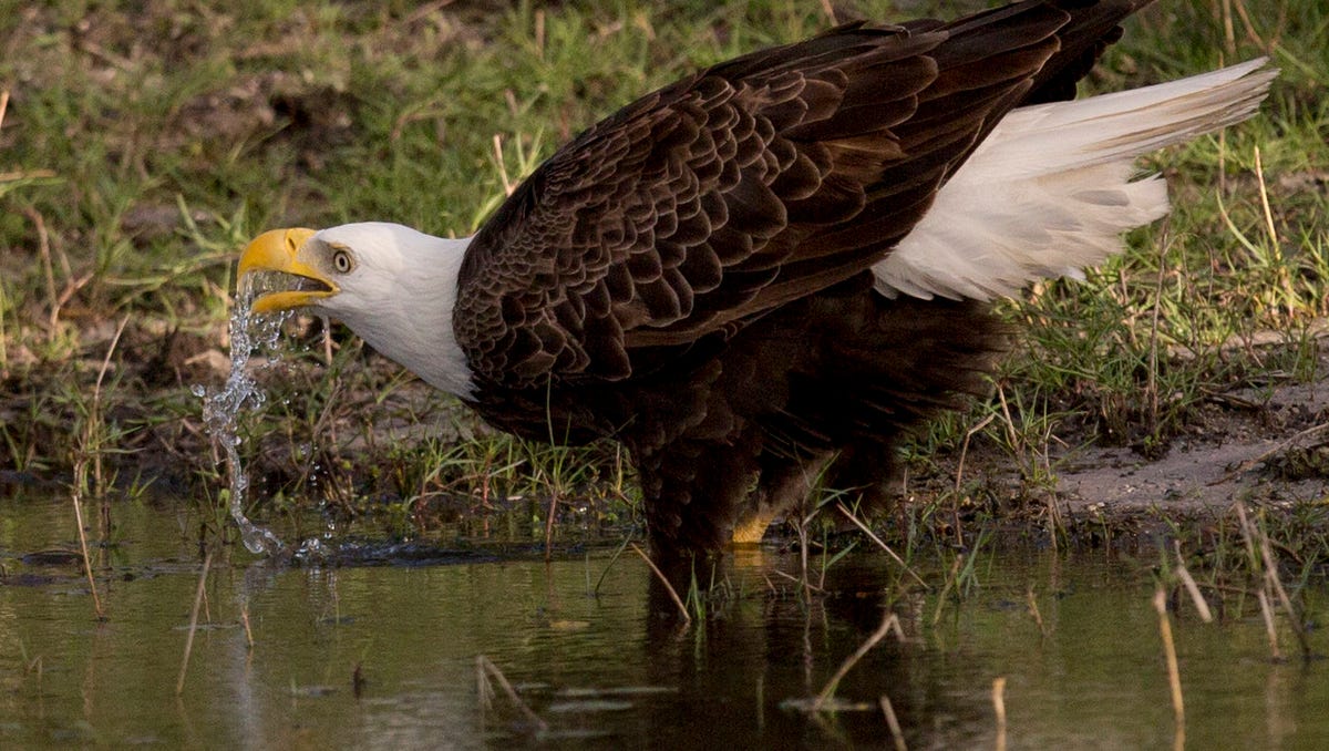 Harriet the bald eagle through the years Photos