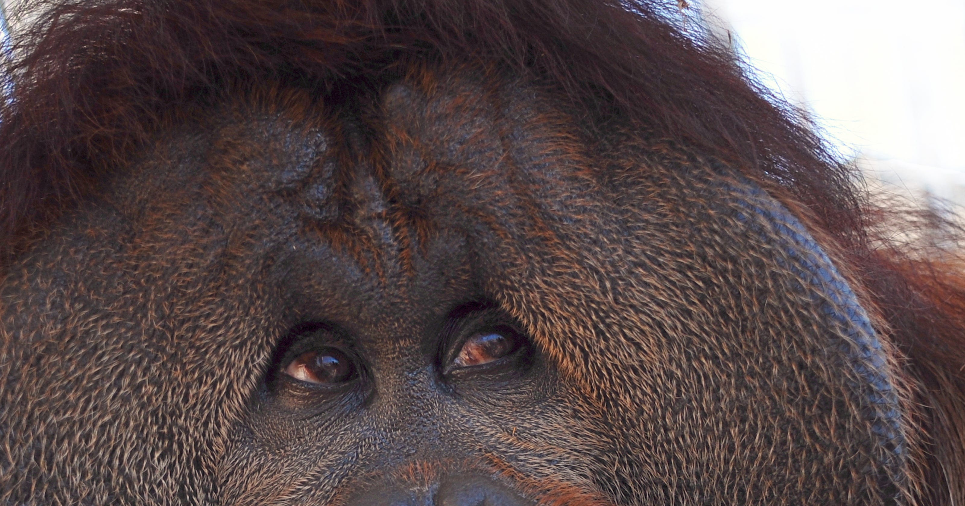 Art made of animals and by animals