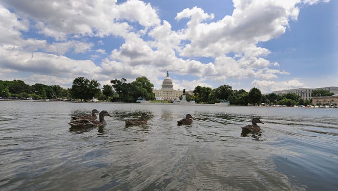Ducks swim on the Capitol Reflection Pool in front of the US Capitol in Wahington on June 12, 2009.