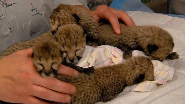 Raw Ohio Zoo Gives Baby Cheetahs Critical Care