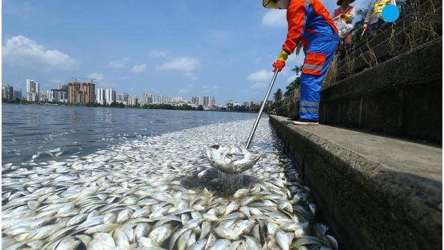 35 tons of dead fish wash up in China lake