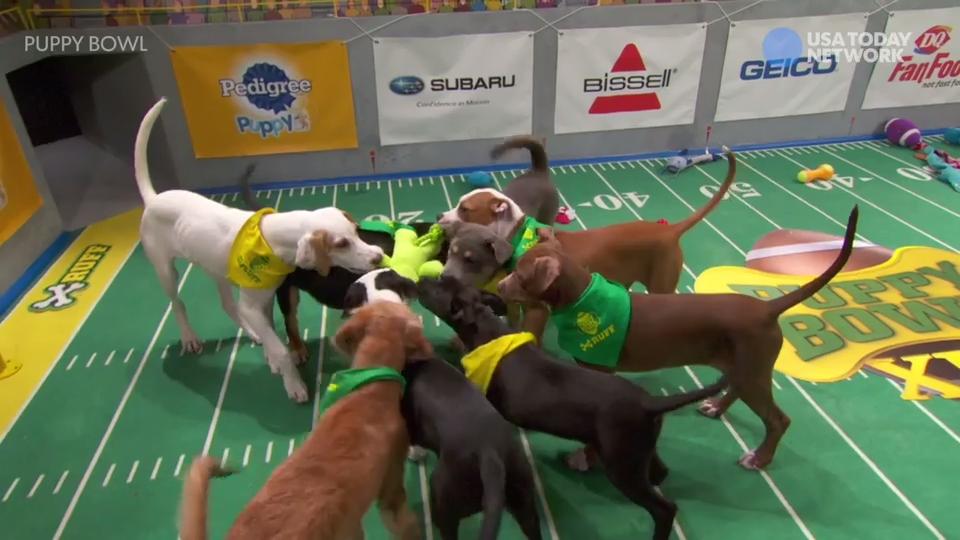 'Puppy Bowl': Adorable disabled dogs hit the field3200 x 1800