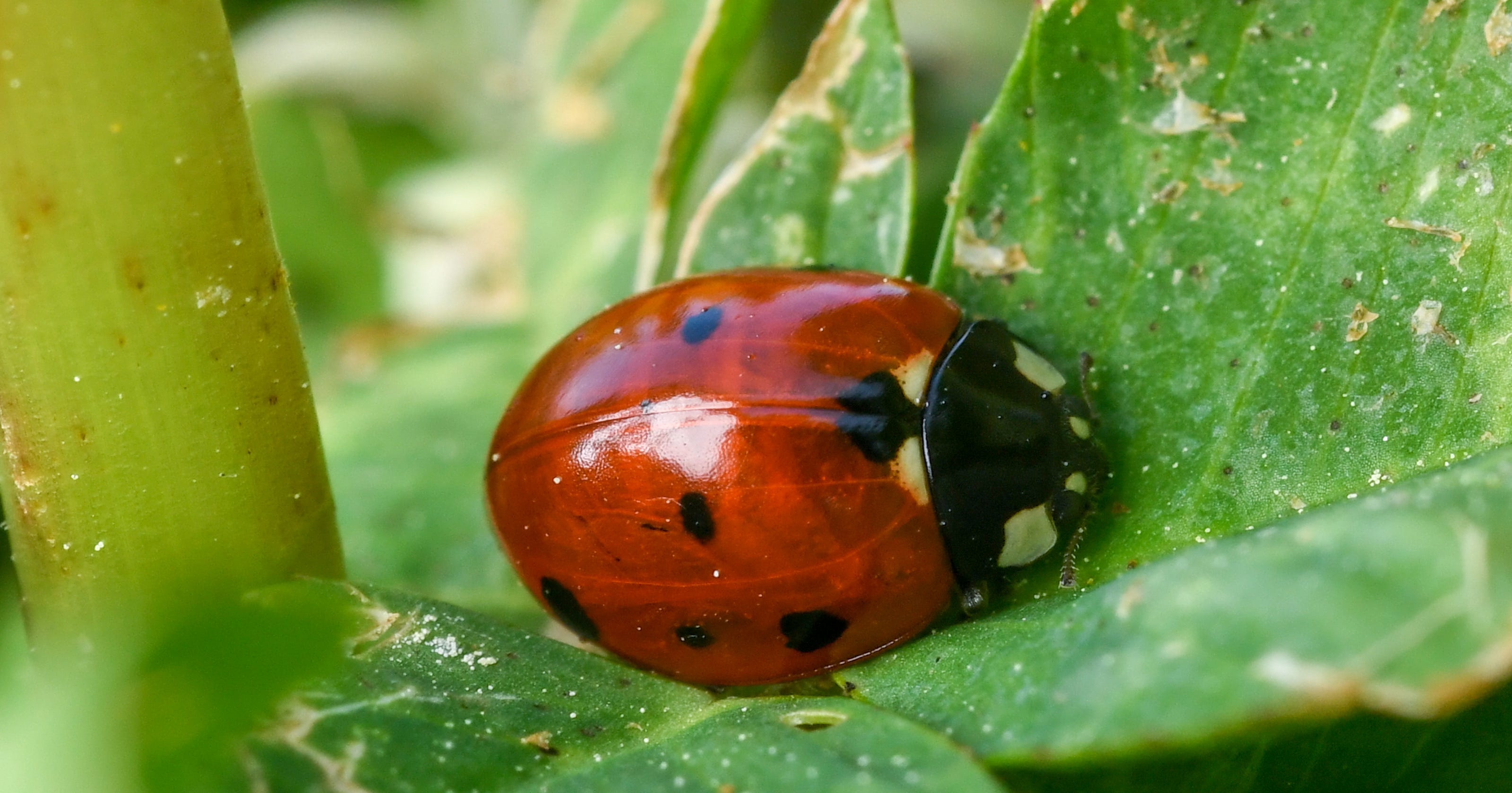 How To Introduce Good Bugs In Your Garden To Eat The Bad Bugs