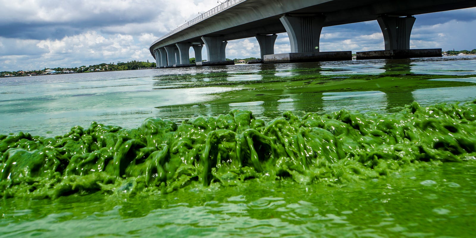 Токсичные видео. Токсичное озеро. Пестициды в воде. Бактериальное загрязнение. Цветущие водоросли зеленая вода.