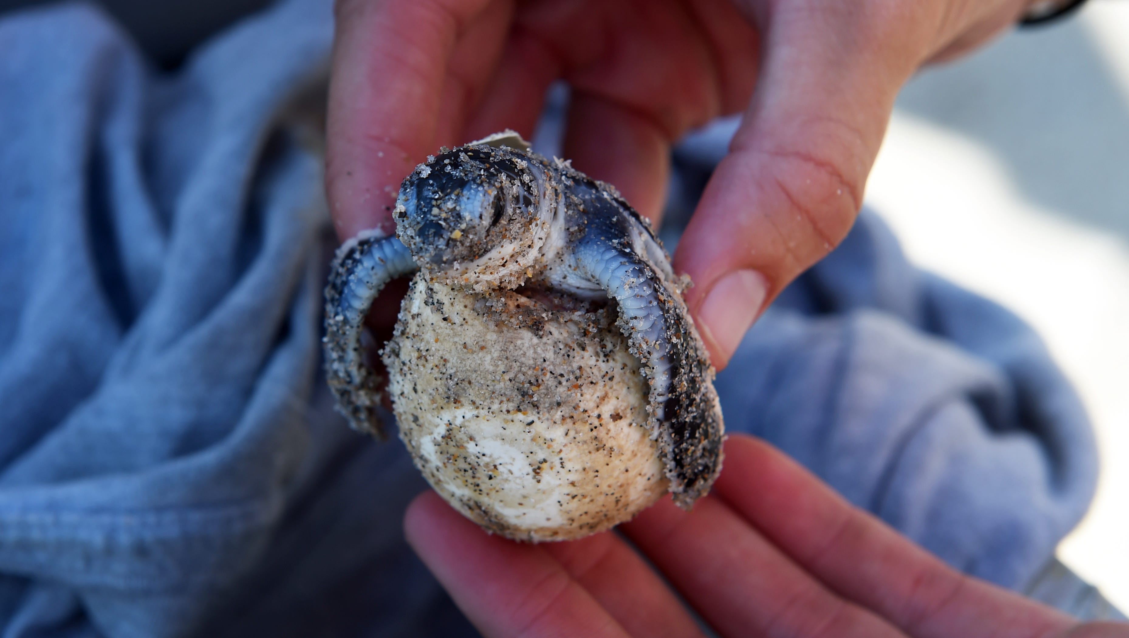 Fwc Warns Don T Pick Up Sea Turtle Hatchlings