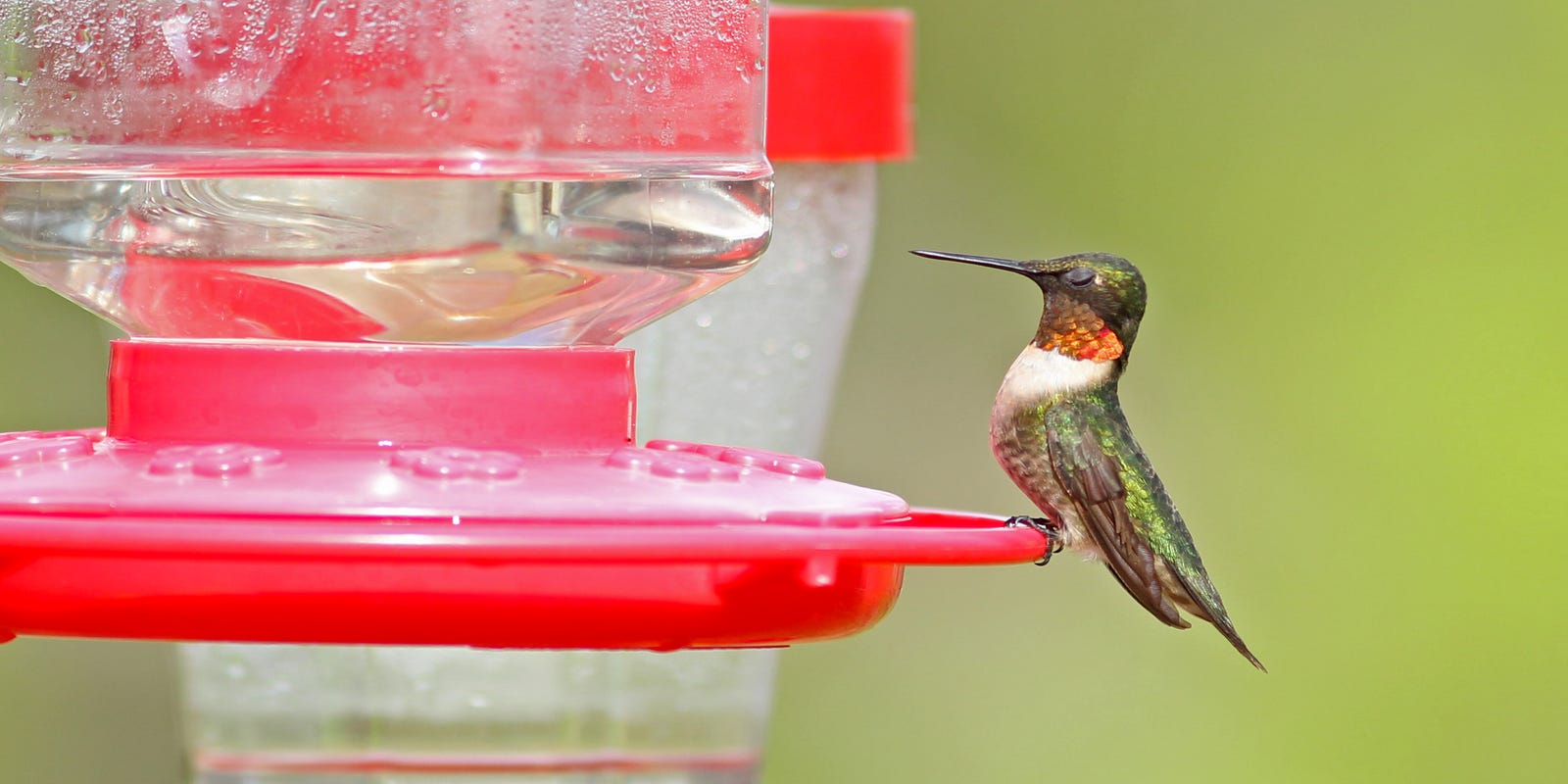You Could See Hummingbirds In Your Backyard Again Soon