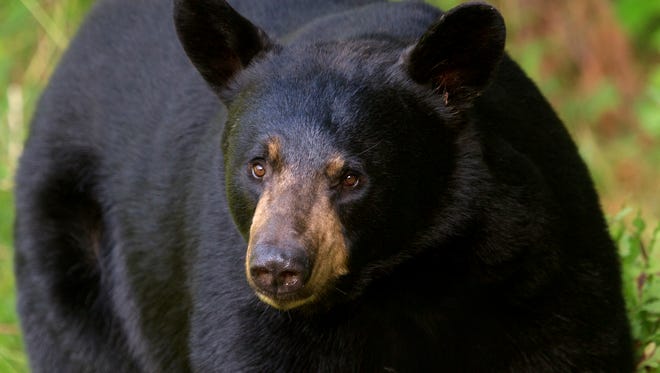 An example of a black bear. (Getty Images/iStockphoto)