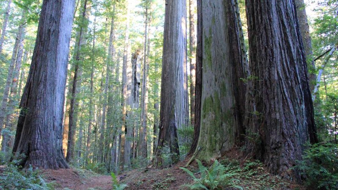 How Oregon's last redwood forest was saved from the axe