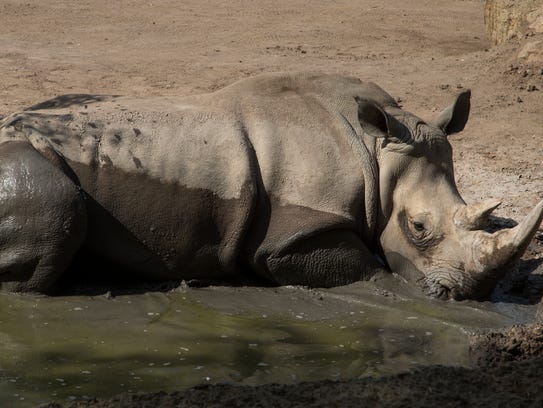LouLou, a southern white rhino, wallows in the mud