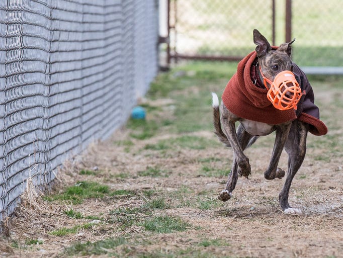 Dog Chases Bb Toy Dog Chases Bb Toy