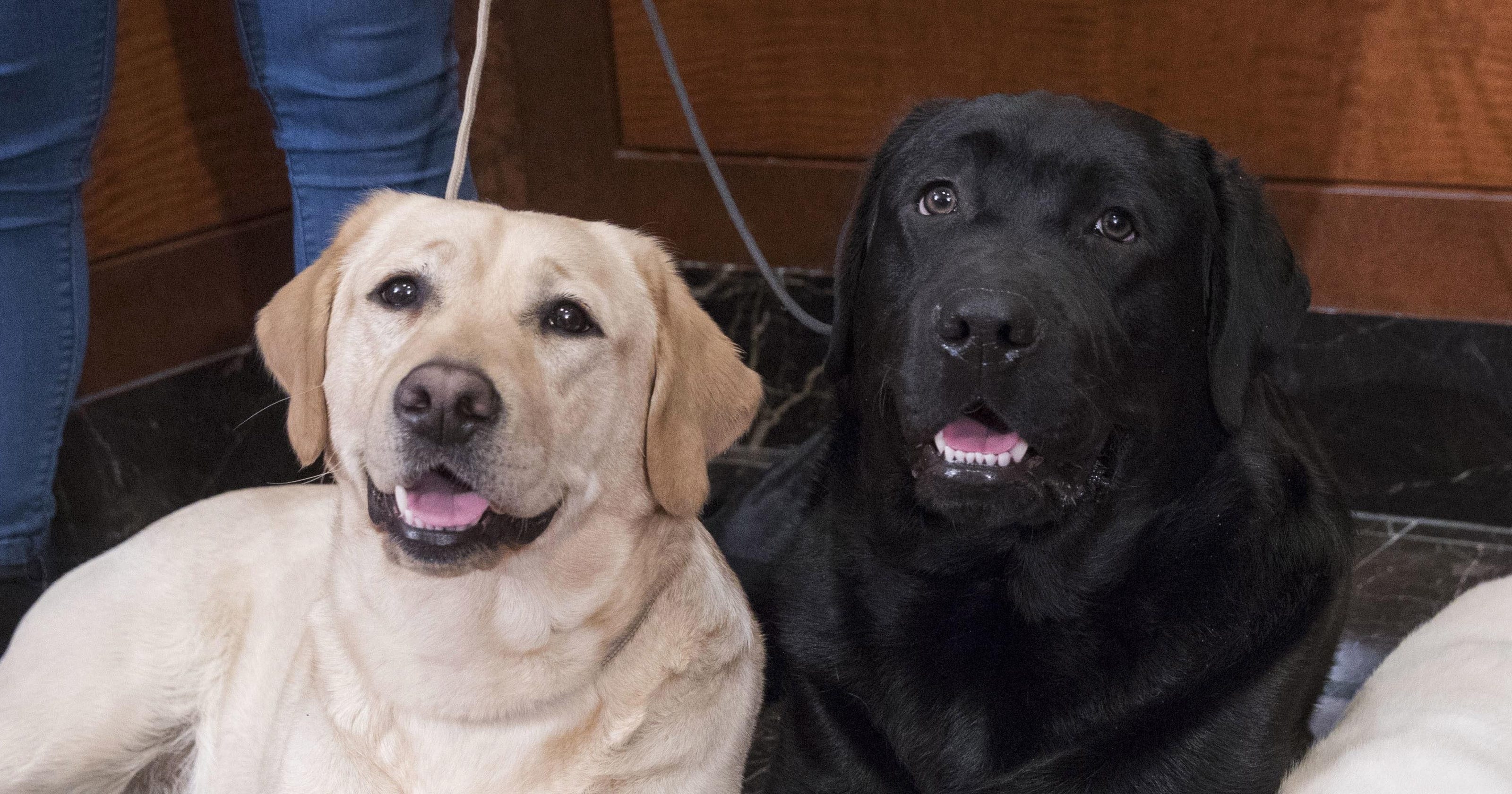Labrador Retriever Still America S Top Dog