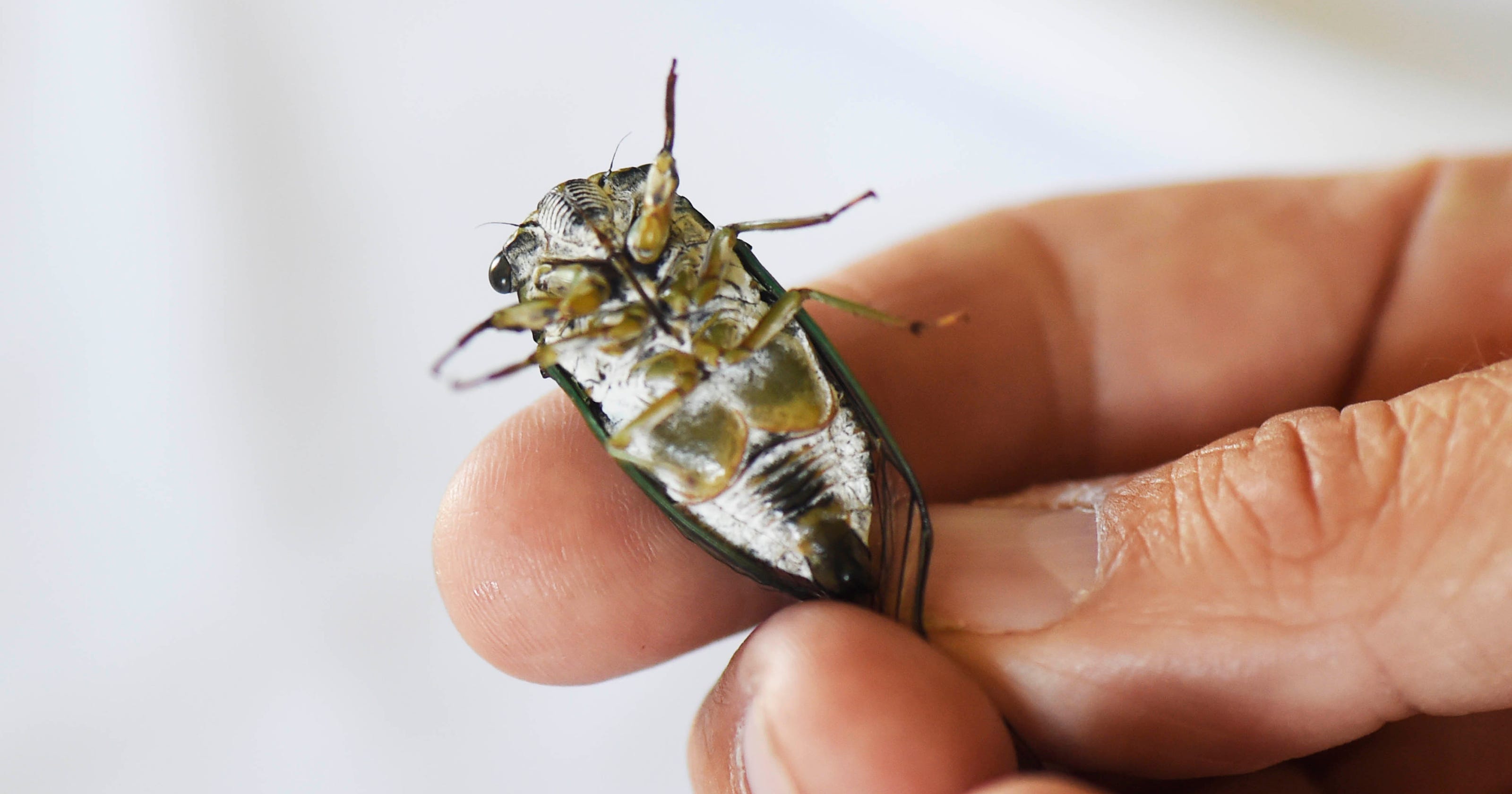 How cicadas make that noise, and when it will end