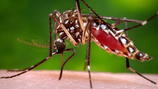 This 2006 photo provided by the Centers for Disease Control and Prevention shows a female Aedes aegypti mosquito in the process of acquiring a blood meal from a human host. Scientists believe the species originated in Africa but came to the Americas on slave ships. It has continued to spread through shipping and airplanes. Now it's found through much of the world. (James Gathany/Centers for Disease Control and Prevention via AP)