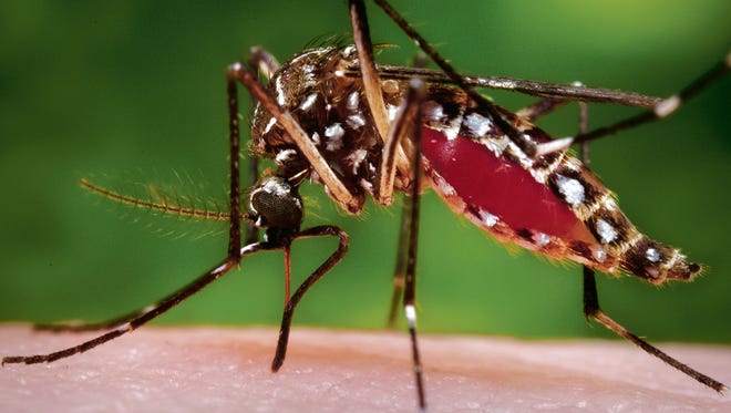 A reader wonders how to tell blood-sucking mosquitoes from harmless ones. Pictures is a femal Aedes aegypti mosquito