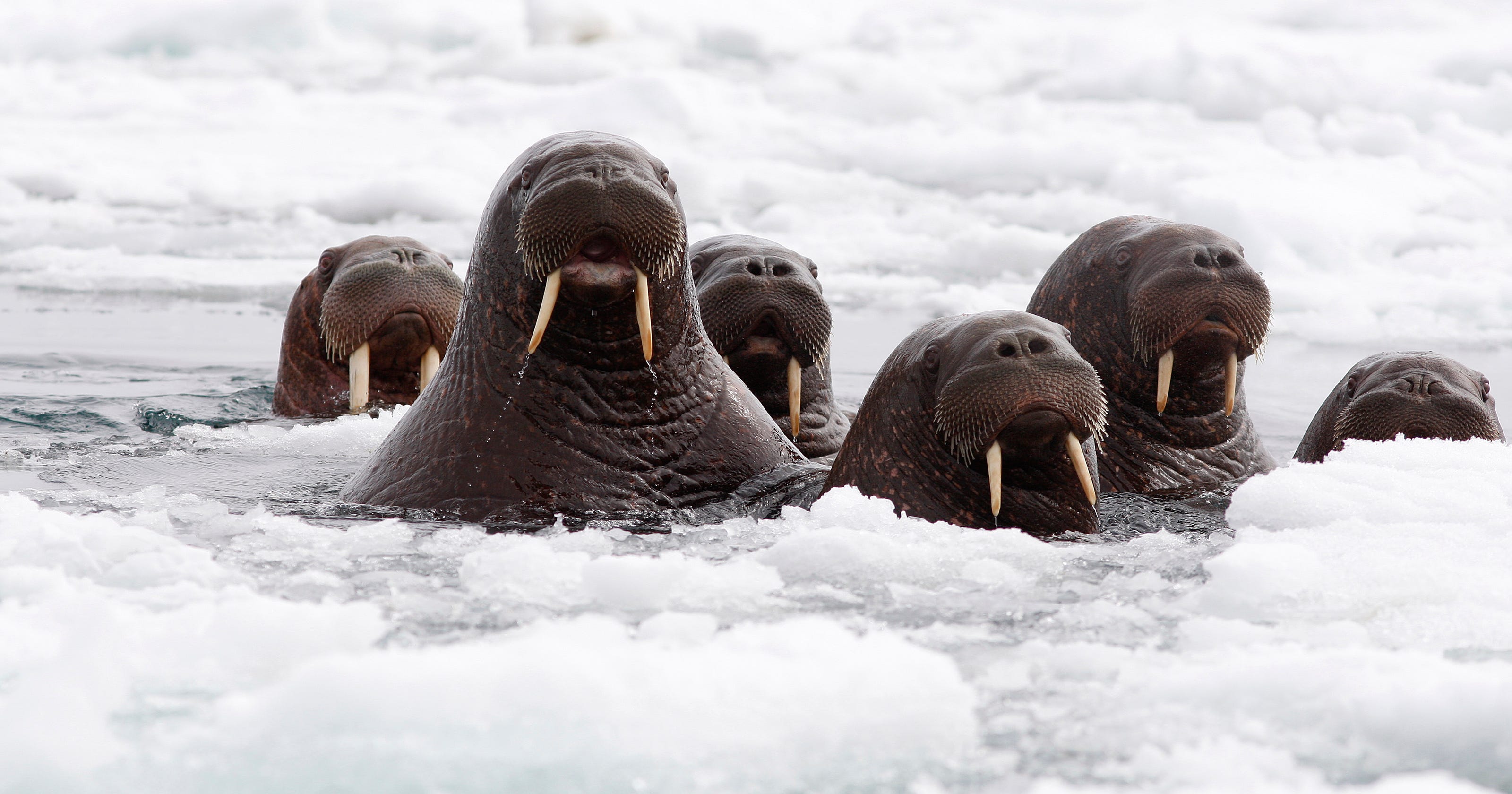 Sign of warming: 35K walruses 'haul out' on Alaskan shore