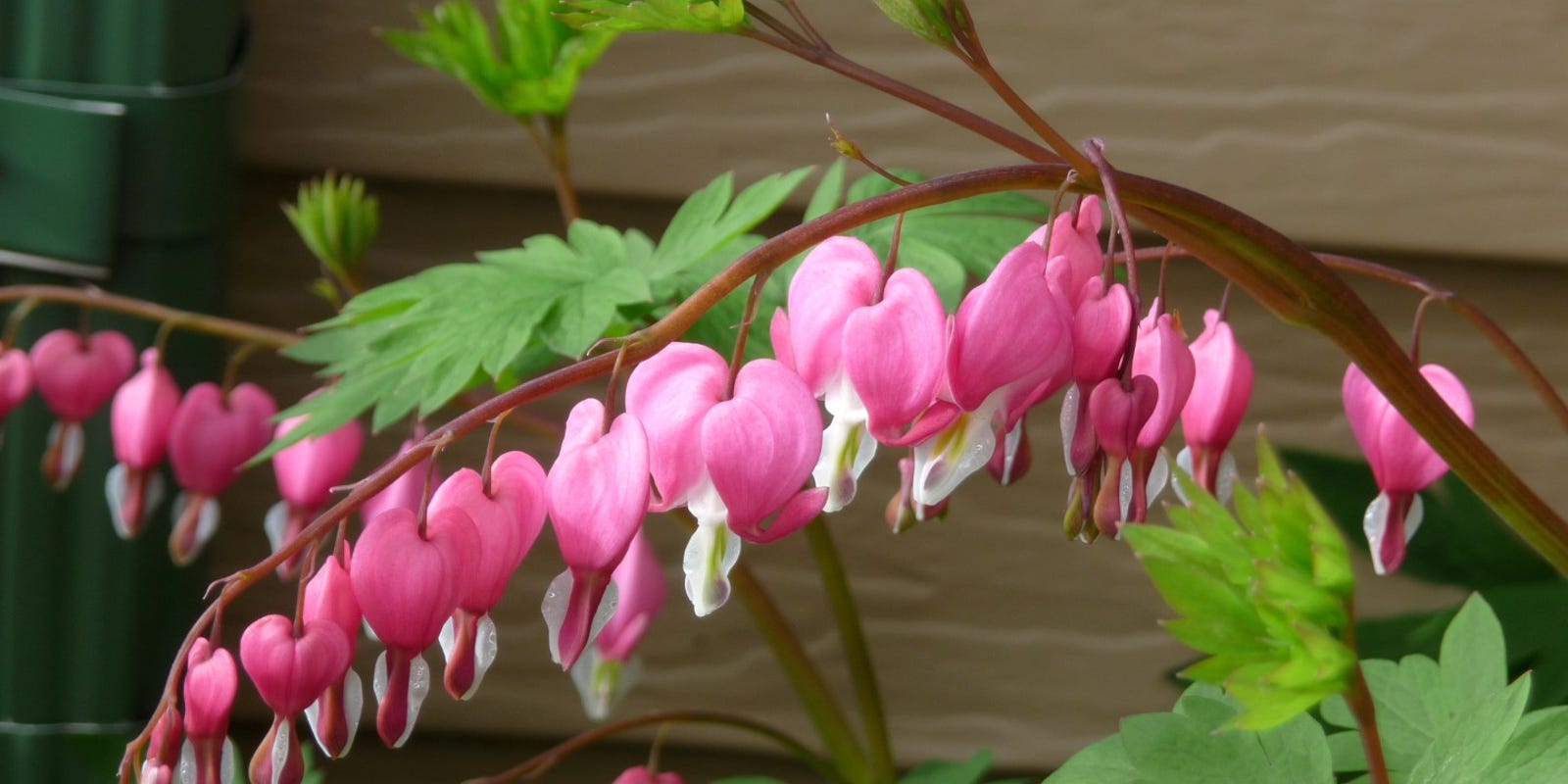 Variety of plants do well in shade