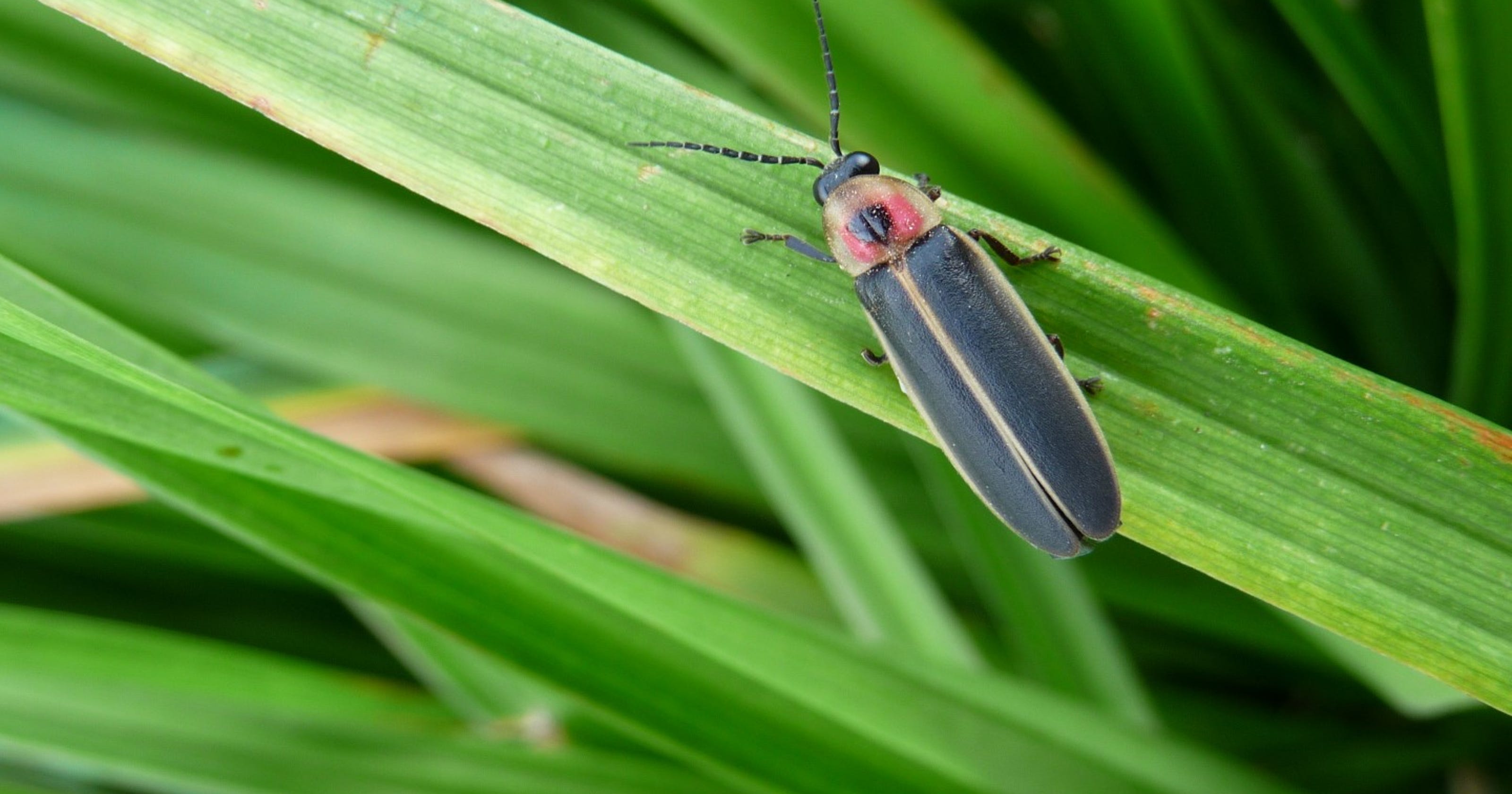 Jacobs Lightning bugs may make your garden a home