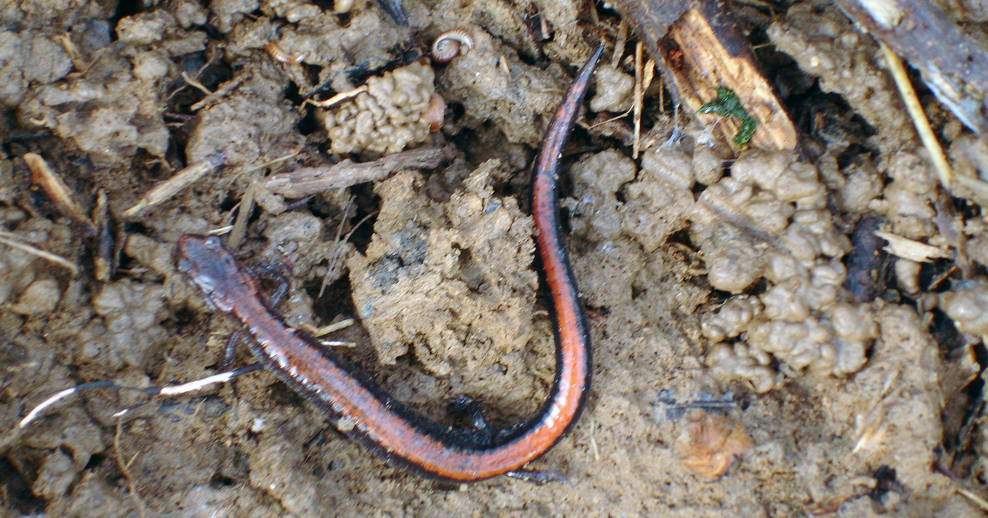 How do amphibians survive the winter?