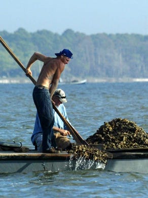 Drought, low flow from the Apalachicola River and post-spill harvesting have led to dangerously low oyster populations in Apalachicola Bay (2011).