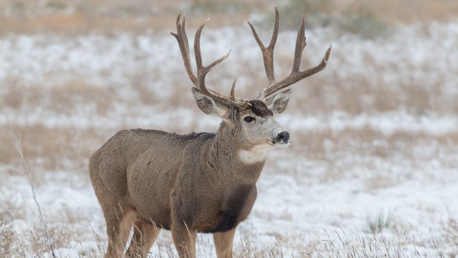 A buck mule deer.