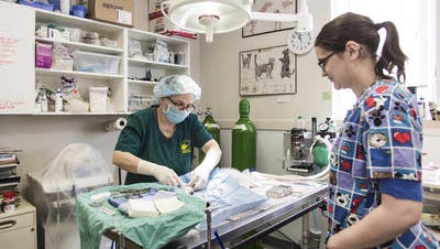 Dr. Karen Worthington of the Ingham County Animal Control Shelter performs surgery to sterilize a cat on Friday. Observing the procedure is MSU pre-vet student Sarah Lindo.