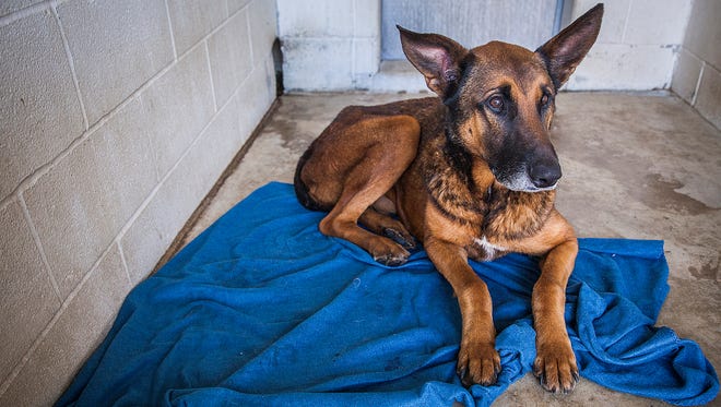 Max lays on a blanket in an outdoor kennel at the Muncie Animal Shelter in October, when the shelter was raising funds through a GoFundMe account to buy better bedding for its kennels.