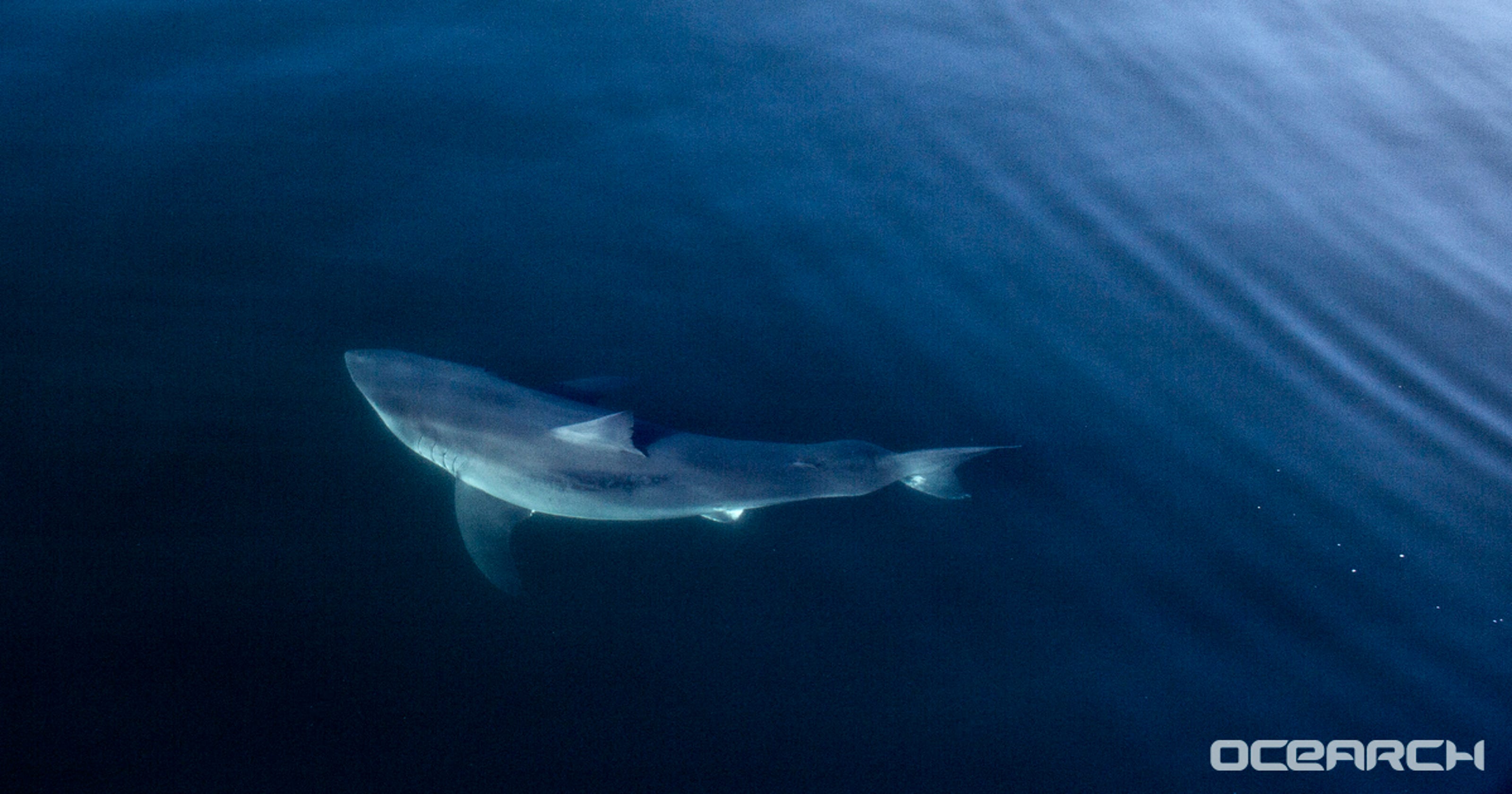 Great white shark Miss Costa 'pings' again in Gulf of Mexico