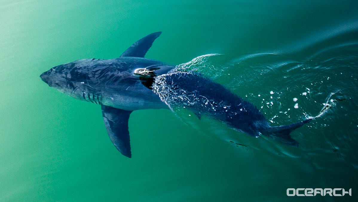 What To Know About Great White Sharks In Florida