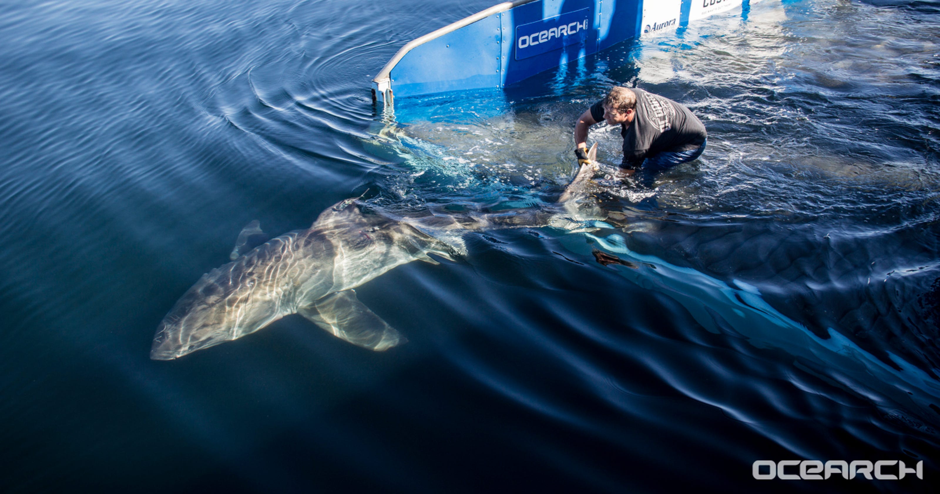 Great white shark Miss Costa pings in Gulf of Mexico near Panhandle