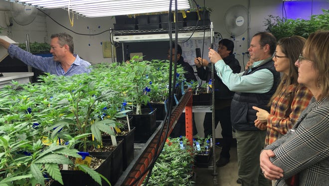 Denver marijuana grower Tim Cullen, left, shows young marijuana clones to out-of-state agriculture officials on a grow warehouse tour organized by the Colorado Department of Agriculture in Denver.
