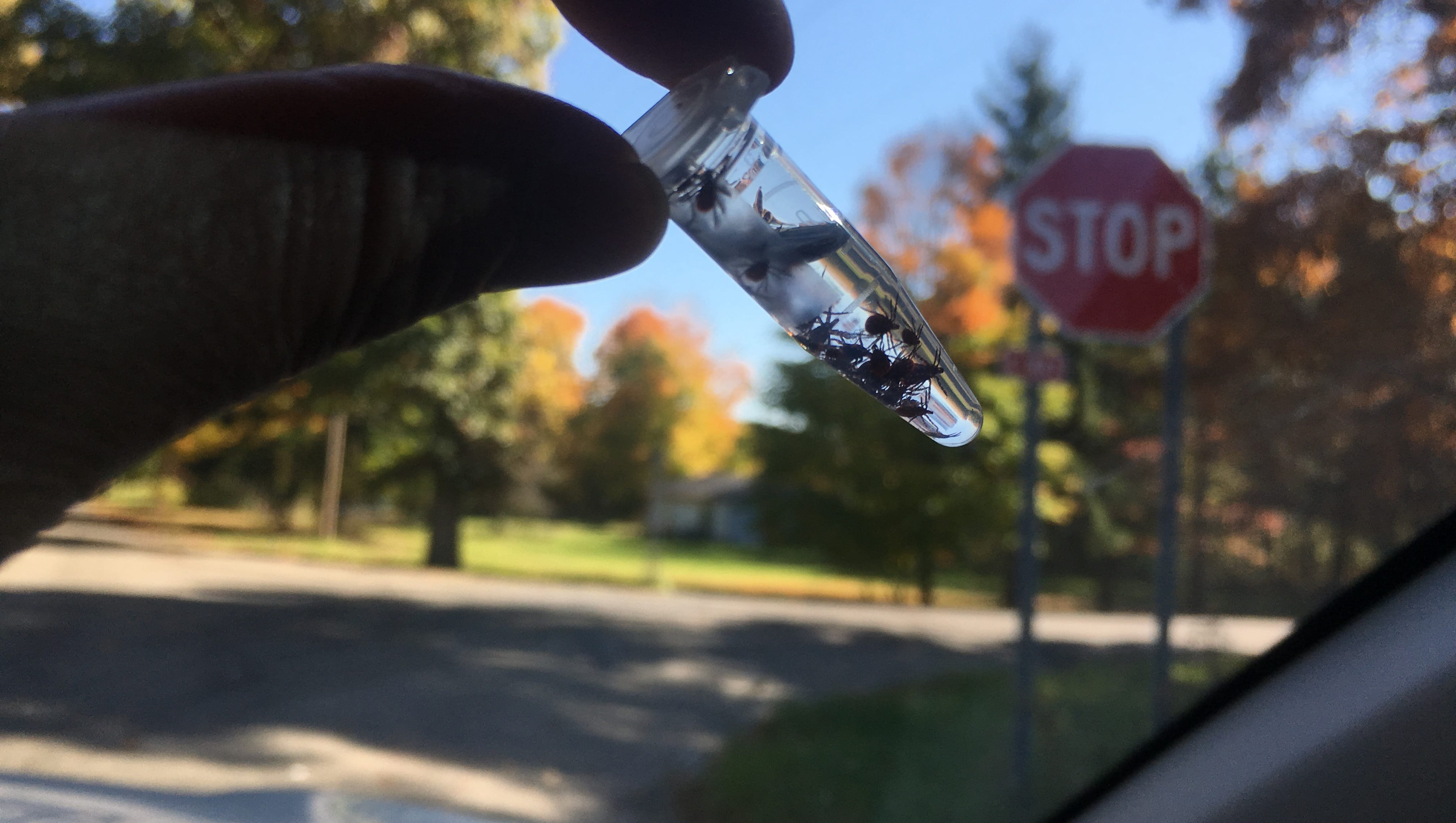 Tick Borne Lyme Disease Exploding Into Michigan Human Cases Up 5 Fold