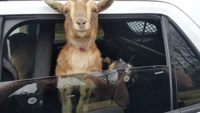 Sgt. Daniel Fitzpatrick of the Belfast Police Department in Belfast, Maine drives around with two lost goats in his police car on Sunday, April 23, 2017, looking for their owner. The goats were walking on a road in town and then entered a woman’s garage before Fitzpatrick picked them up. The owner’s daughter saw a police Facebook post about the lost goats and came down to the station to retrieve them.  (Sgt. Daniel P. Fitzpatrick II/Belfast Police Department via AP)