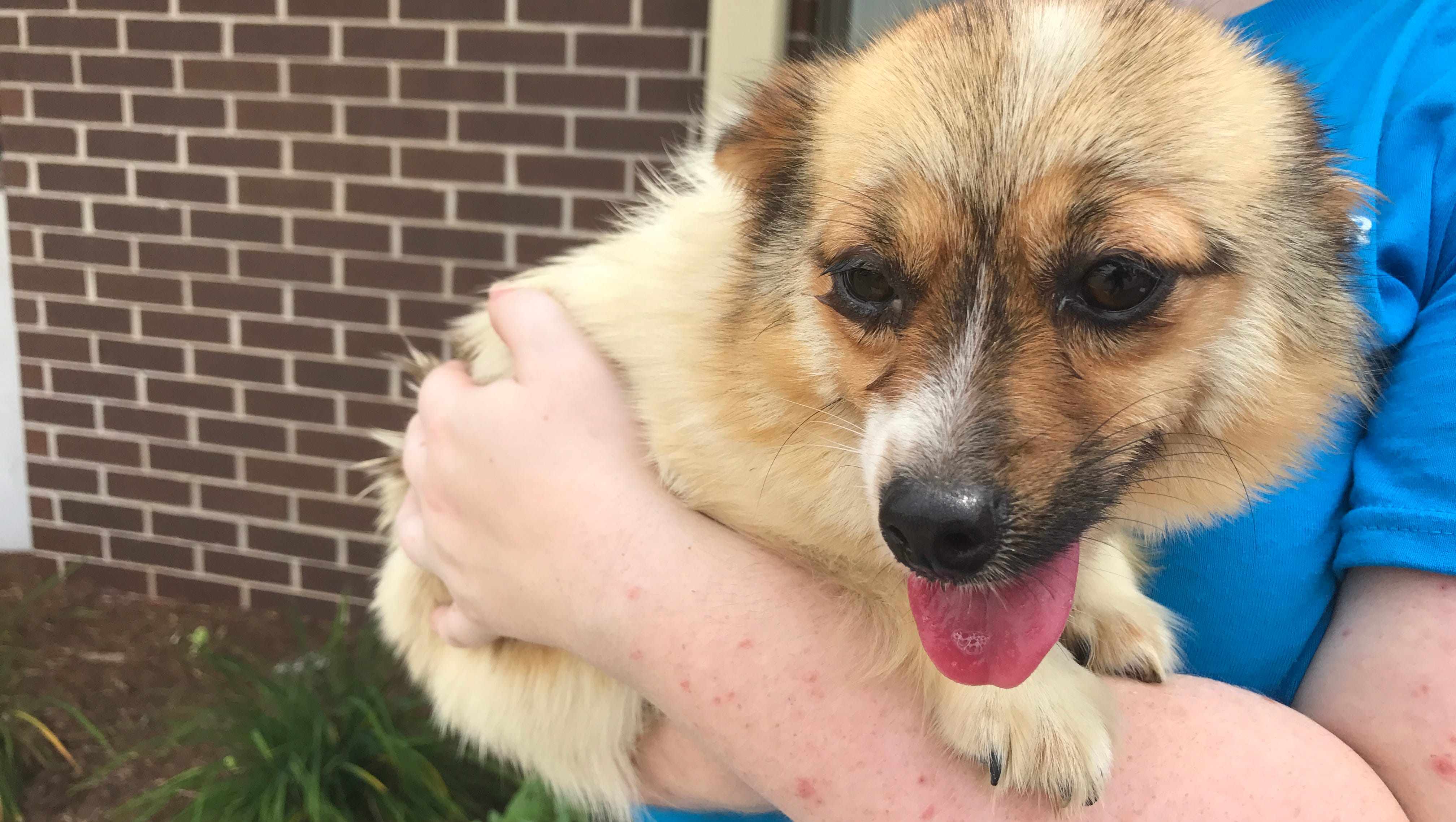 Dogs rescued from Korean dog meat farm arrive in Sheboygan