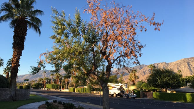 A half-dead tree stands along Sunrise Way in Palm Springs. Experts say extreme weather and Flathead Borer Beetles are playing a role in the dying trees across the city.