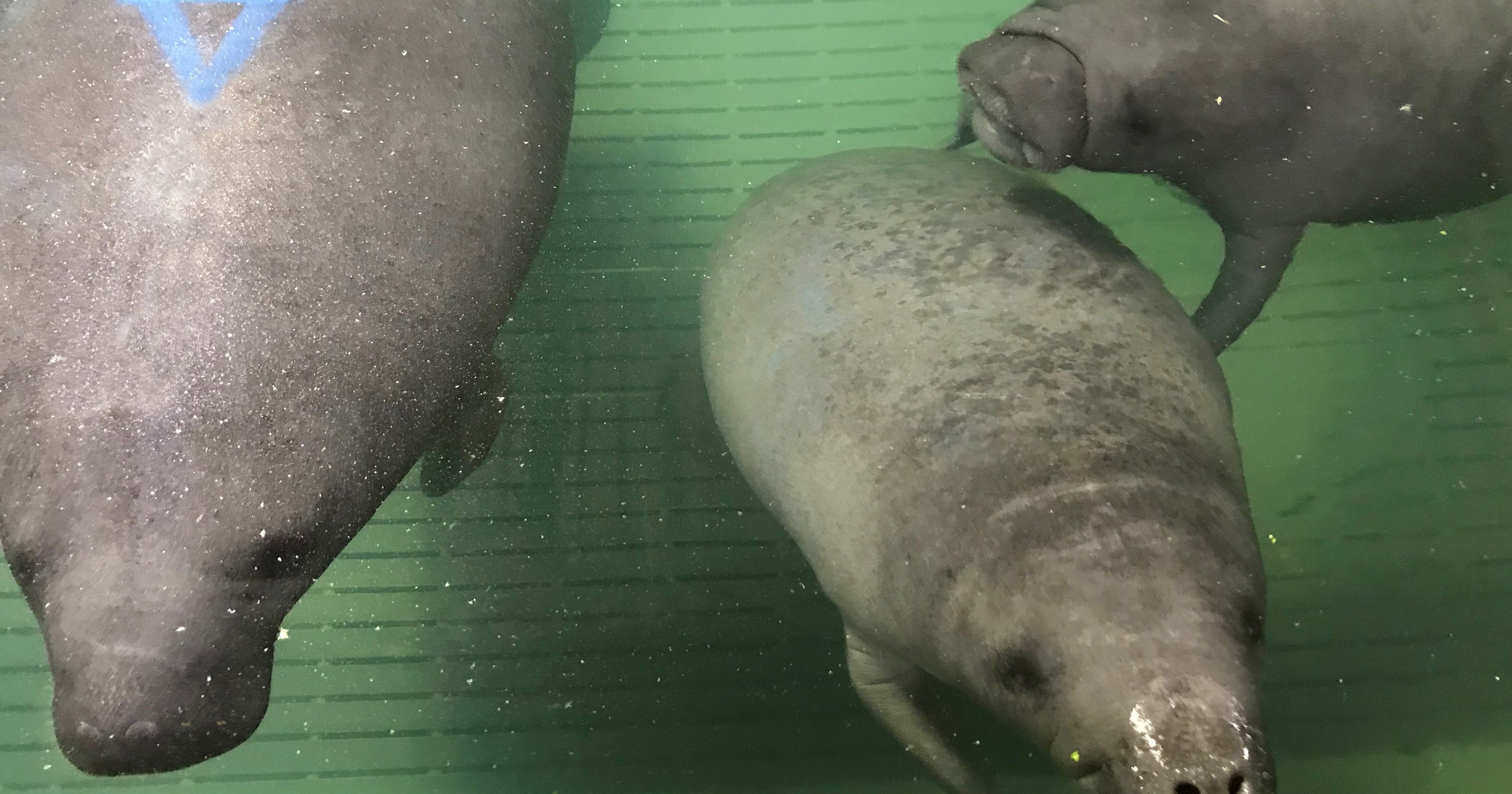 Orphaned baby manatees arrive for rehab at Cincinnati Zoo