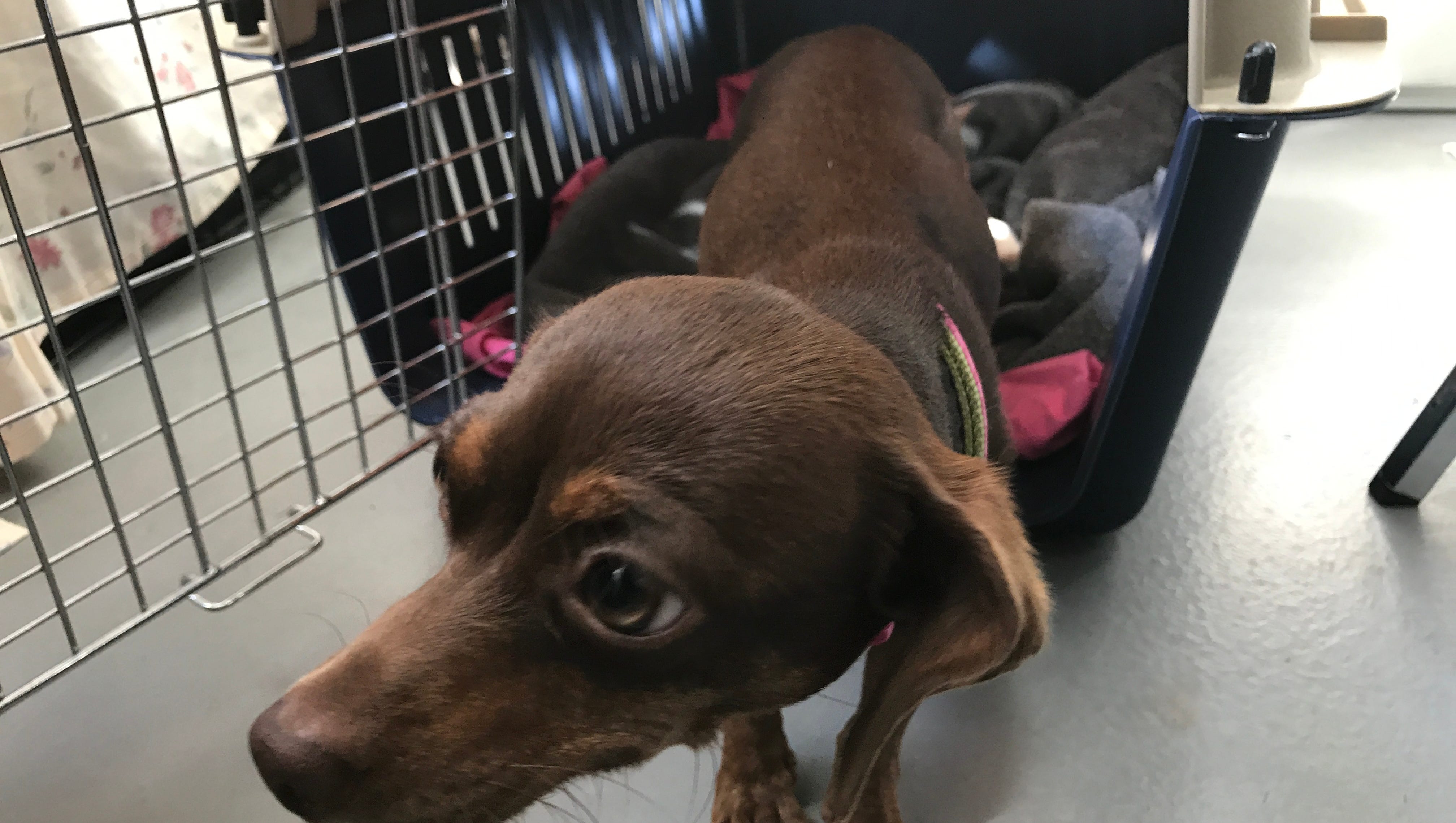 A look inside a Bergen County rescue shelter