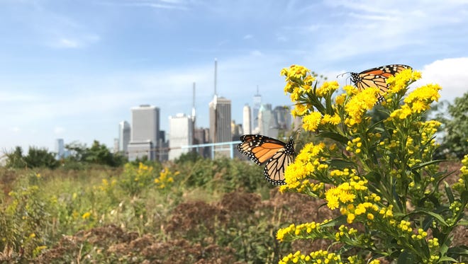 Monarchs visit the seaside goldenrod (Solidago sempervirens). Brooklyn Bridge Park is constructed atop five piers in New York City’s East River.