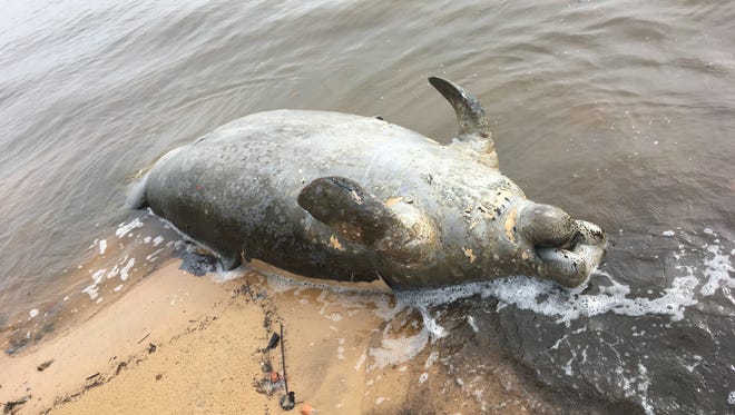 A dead manatee was found Sunday, Feb. 11, 2018, on the shore of Pensacola Bay.