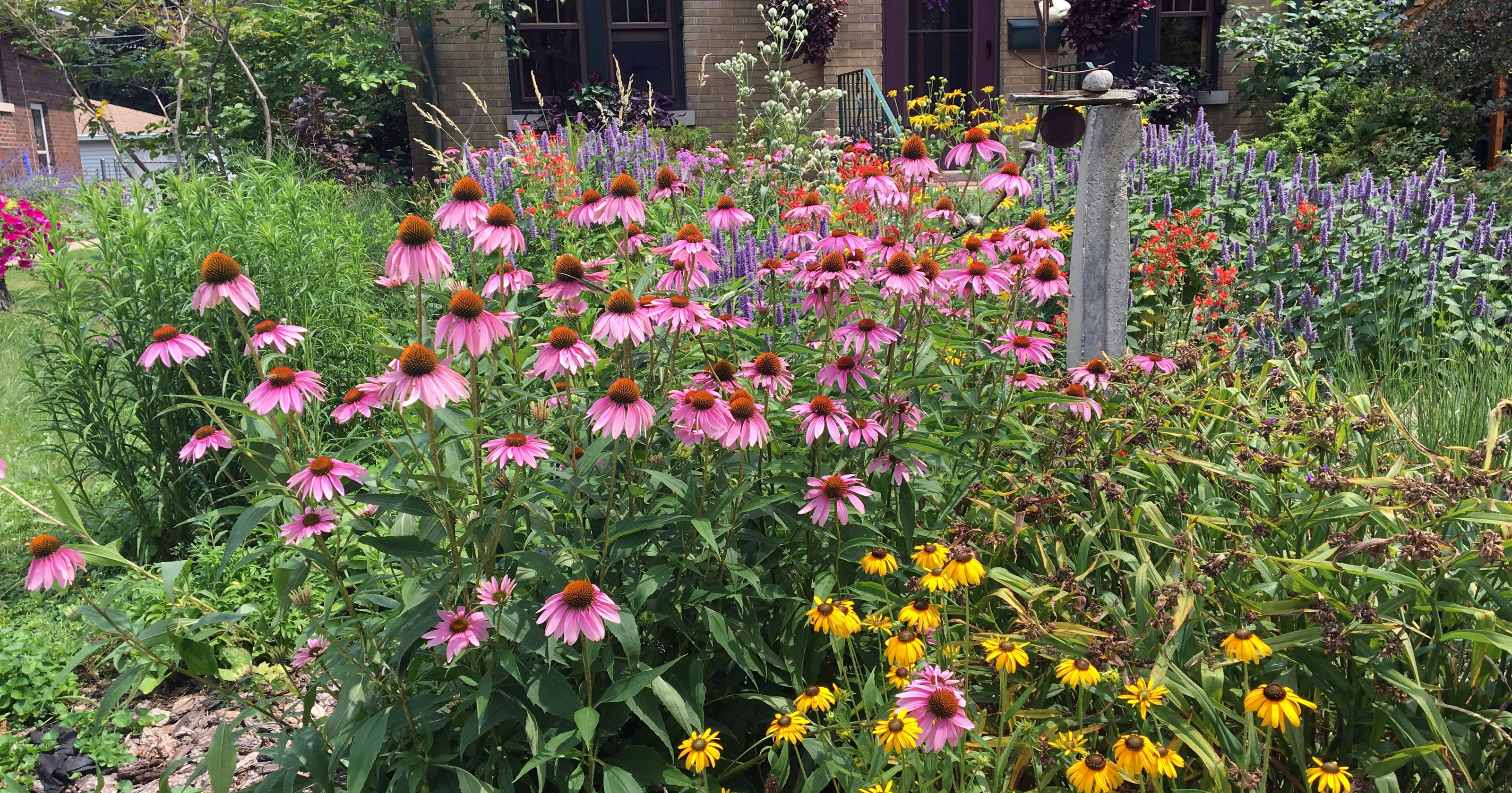 Turn Your Yard Into A Micro Prairie With Native Plants