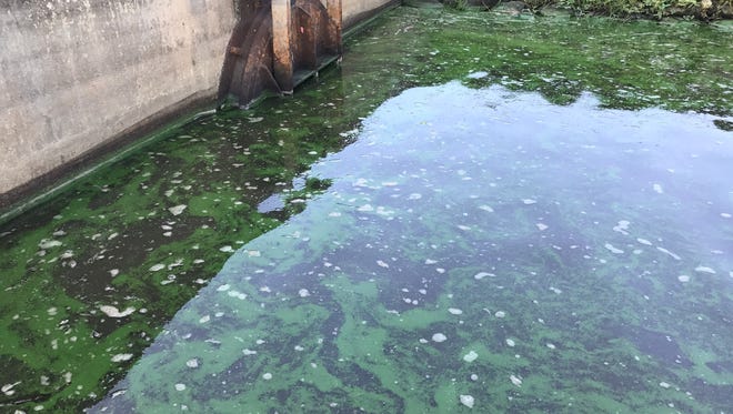 Blue-green algae can be seen on the south side of the C-44 Canal just downstream of the Port Mayaca Lock and Dam on Monday, June 4, 2018, the day a Florida Department of Environmental Protection crew found toxic algae at the site.