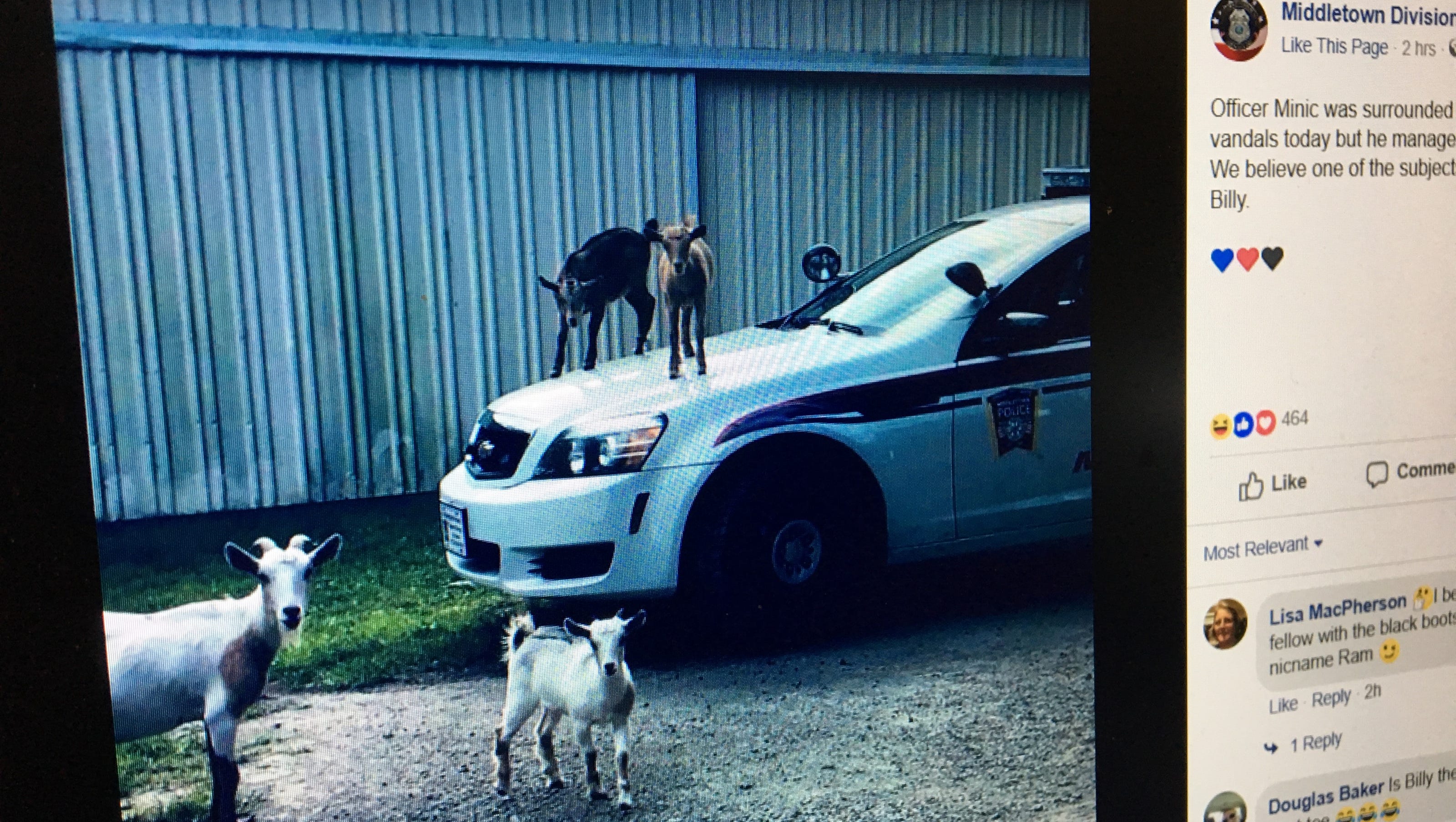 Free Goats In Ohiocraigslist Austin Texas Jobs