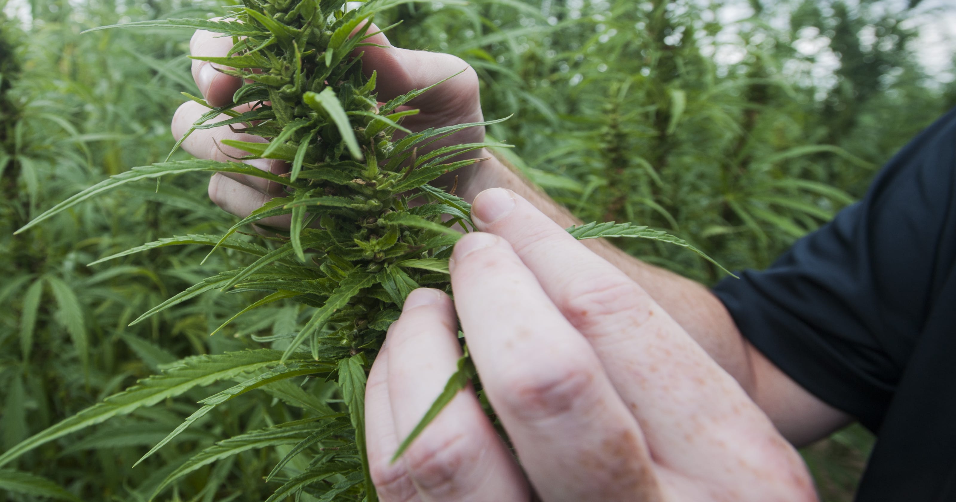 Hemp crops coming to New York as early as spring?