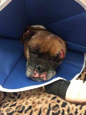 Carolina, a 5-year-old boxer dog, was severely in an apartment fire.