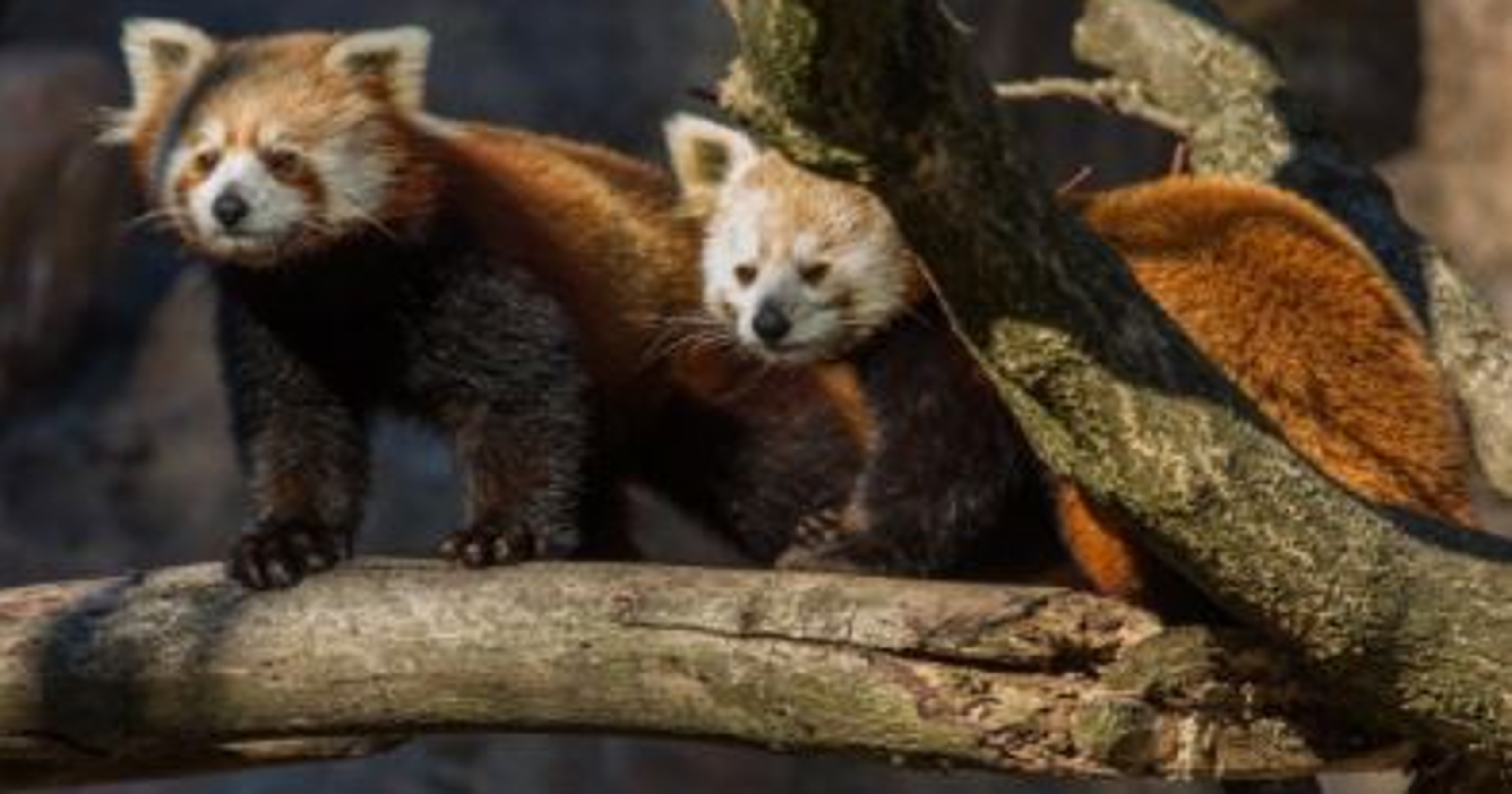Asheville Red Pandas Bamboo Eating Animals Coming To Nature